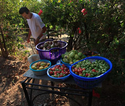 Roatan roadside vendor